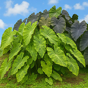 Pond plants