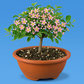 Bonsai plants