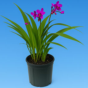 Small perennials