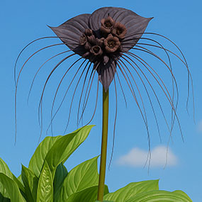 Rare plants