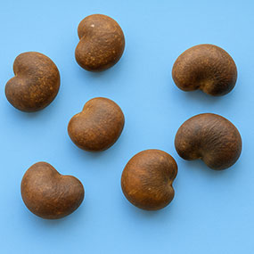 Seeds