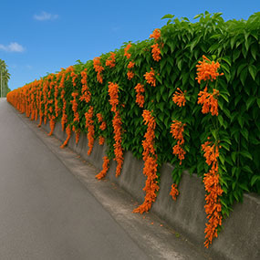 Flowering vines