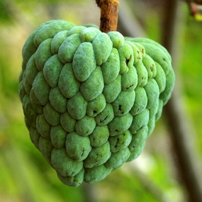 Annona squamosa, Sugar apple