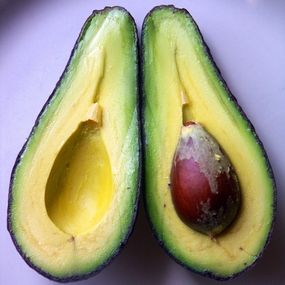 Avocado tree, Persea americana