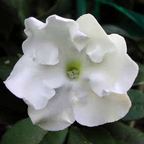 Brunfelsia plant, Lady of the night