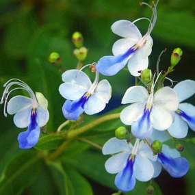 Clerodendrum ugandsense, Blue butterfly plant