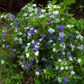 Flowering shrubs