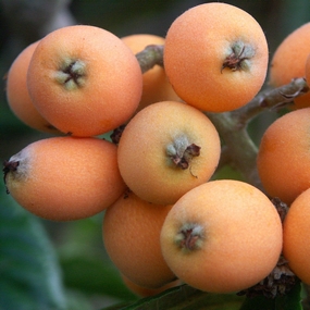 Eriobotrya japonica, Loquat