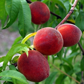 Apples, Peaches, Nectarines, Plums, Pears, Persimmons, Kiwi - heat tolerant varieties and still cold hardy!