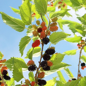 Tropical mulberry, Morus sp.