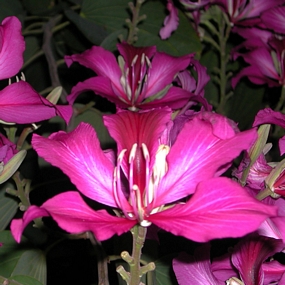 Bauhinia blakeana, Hong Kong Orchid Tree