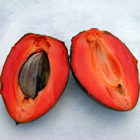 Mamey Sapote, Pouteria sapota