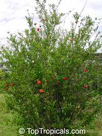 Punica granatum