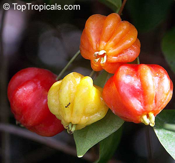 Eugenia uniflora