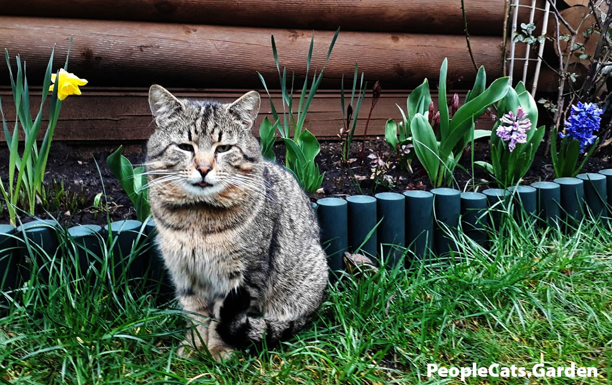 European Shorthair Cat with flowers