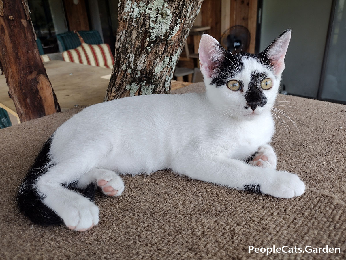 European Shorthair White Cat