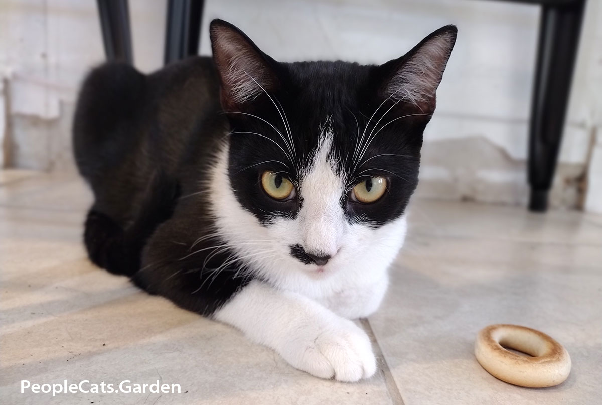 European Shorthair Tuxedo Cat with a bagel