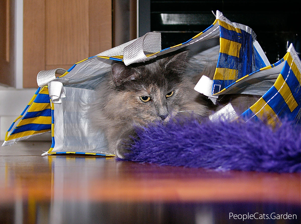 Norwegian Forest Cat - Skogkatt Lisa on the table