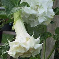 Brugmansia