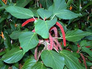 Acalypha hispida