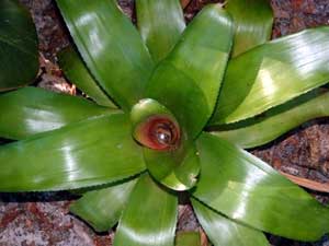 Guzmania