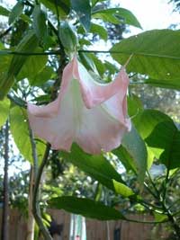 Brugmansia suaveolens 