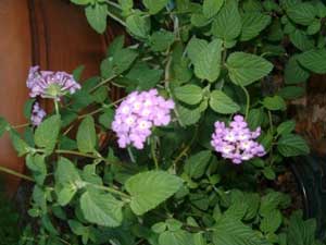 Lantana montevidensis