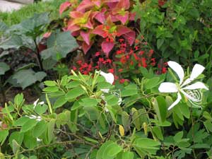 Bauhinia aculeata