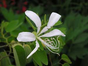 Bauhinia aculeata