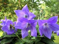 Balloon Flower