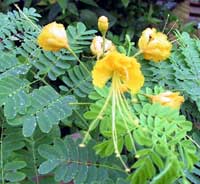 Caesaplinia pulcherrima