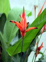 Heliconia