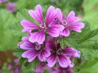 Malva sylvestris