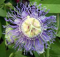 Passiflora-incarnata