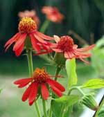 Senecio confusus