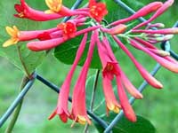 Honeysuckle