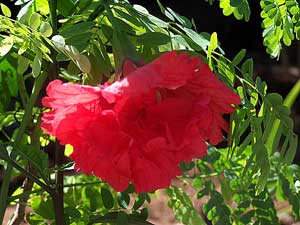 El Capitolio tropical hibiscus flower