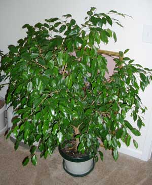 Ficus benjamina