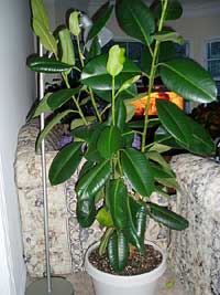 Ficus elastica decora