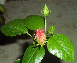 Hibiscus 'Double Kona'