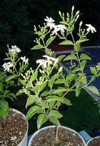 Jasminum Molle