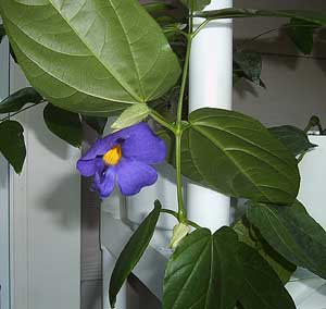 Thunbergia