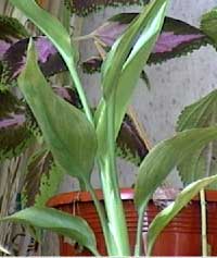 Strelitzia