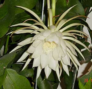 Epiphyllum Oxipetallum