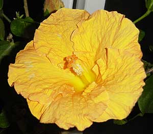 Golden Dust Hibiscus