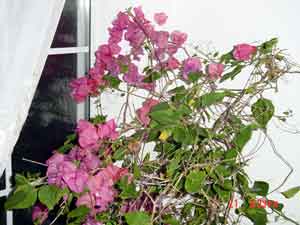 Bougainvillea 'Blueberry Ice' 