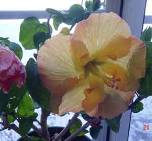 Golden Dust Hibiscus