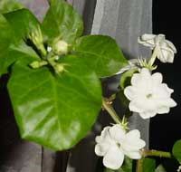 Jasminum Sambac