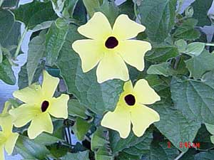 Thunbergia 'Sunlady'