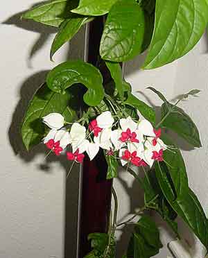 Clerodendrum Thomsoniae